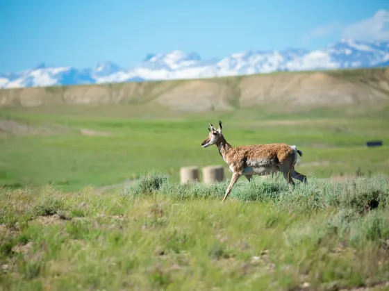 A pronghorn antelope walks across the Jonah Field in Wyoming