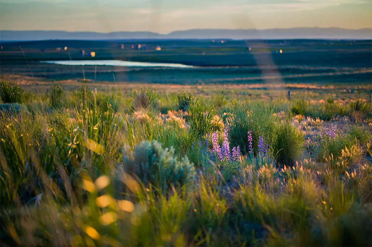 jonah-field-reclamation A view of the Jonah Field showing wildflowers, sage and the mountains of Wyoming in the background